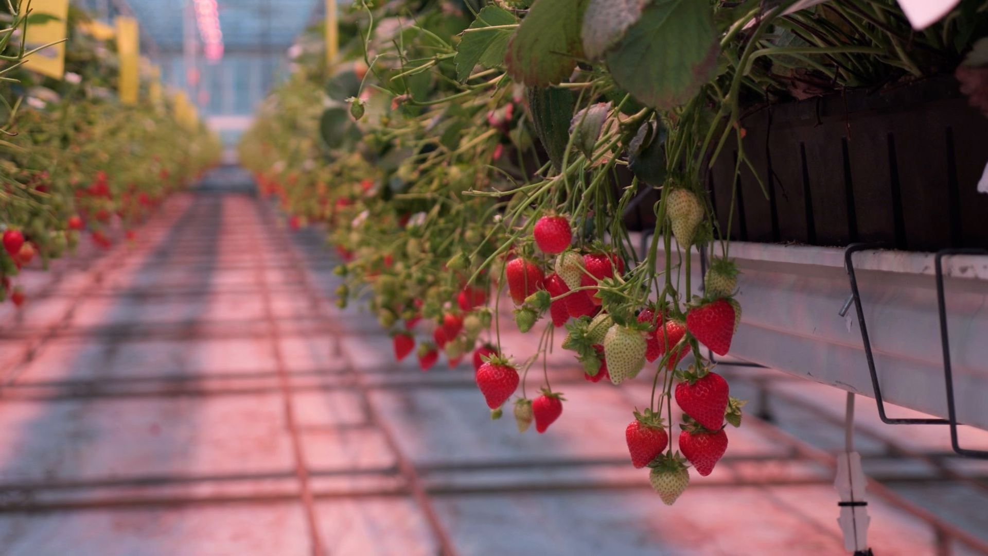 Strawberry fields forever? The West Sussex farm growing berries in December