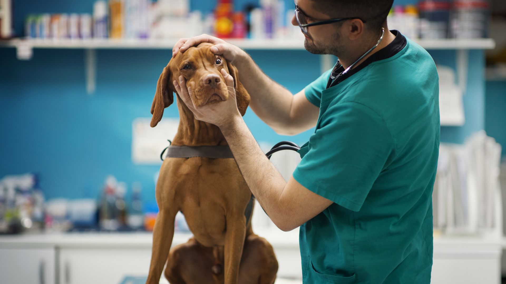 Pet owners to pay no more than £21 for prescriptions after major investigation