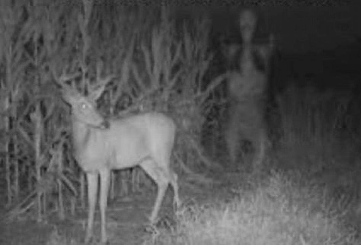 "Unidentified Creature" Spotted in Chesnee SC on Trail Cam