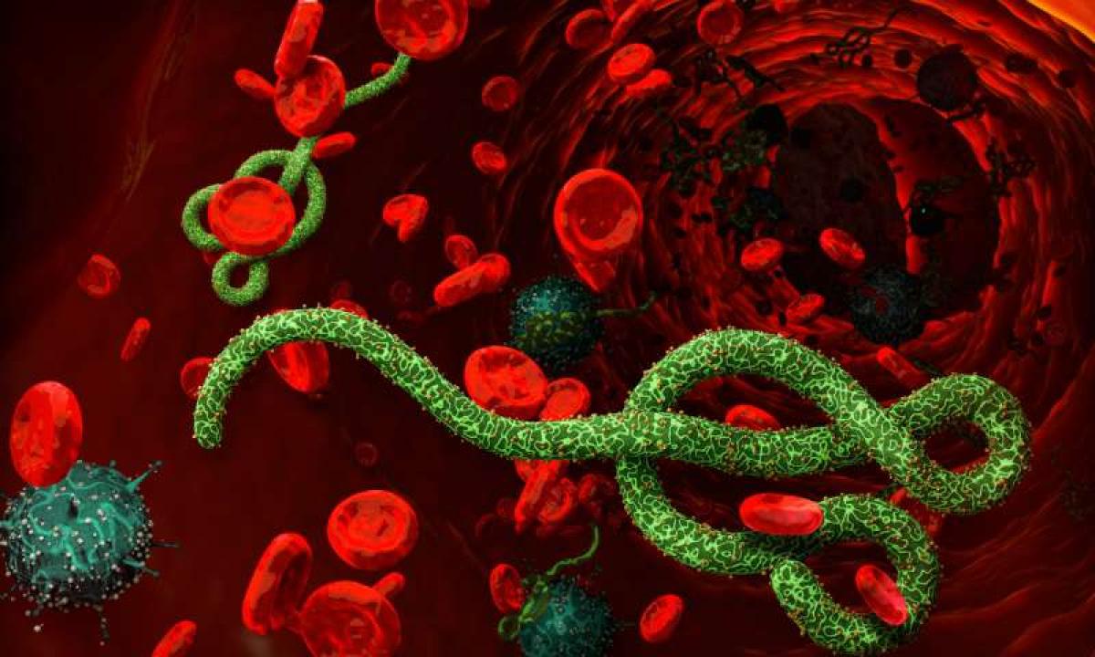 Risk of mutation in Zaire EVD and coronavirus