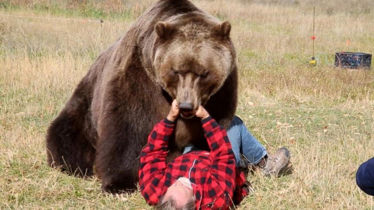 Grizzly Bear mauls Jack Black