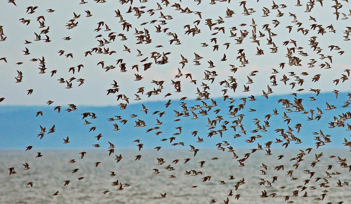 Where have all the birds gone?