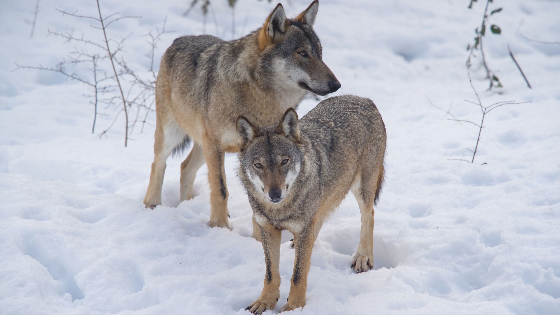 Poisoning suspected after 18 wolves found dead in Italian national park
