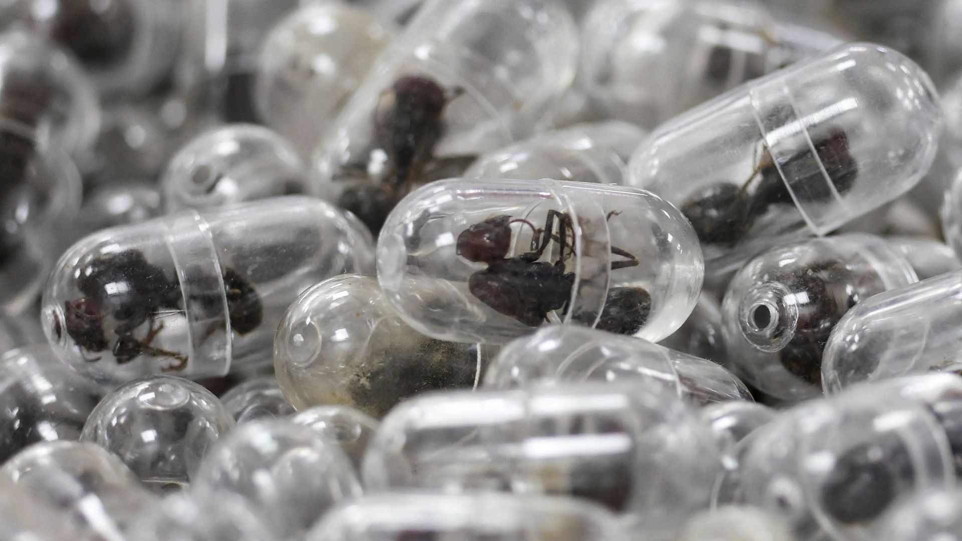 Chinese man jailed after trying to smuggle 2,000 live ants out of Kenya