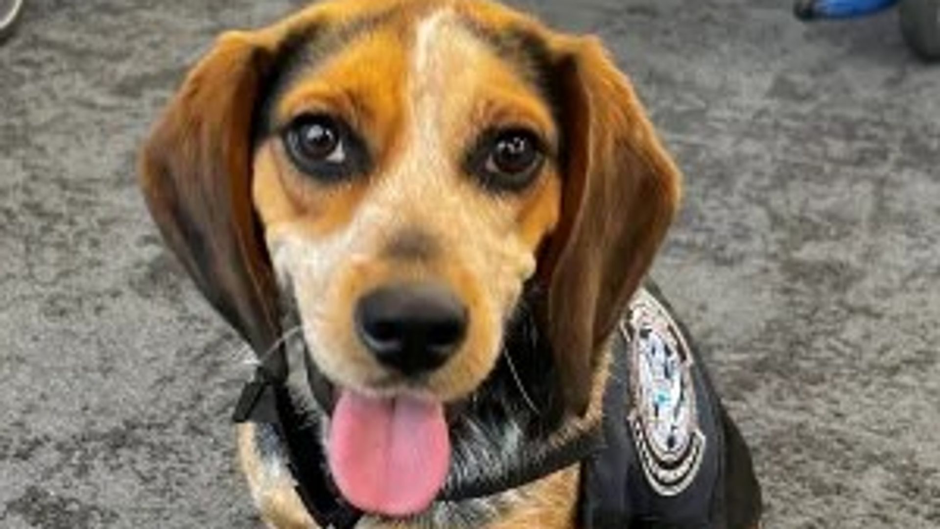 Man kicks airport customs dog 'so hard it was lifted off the ground'