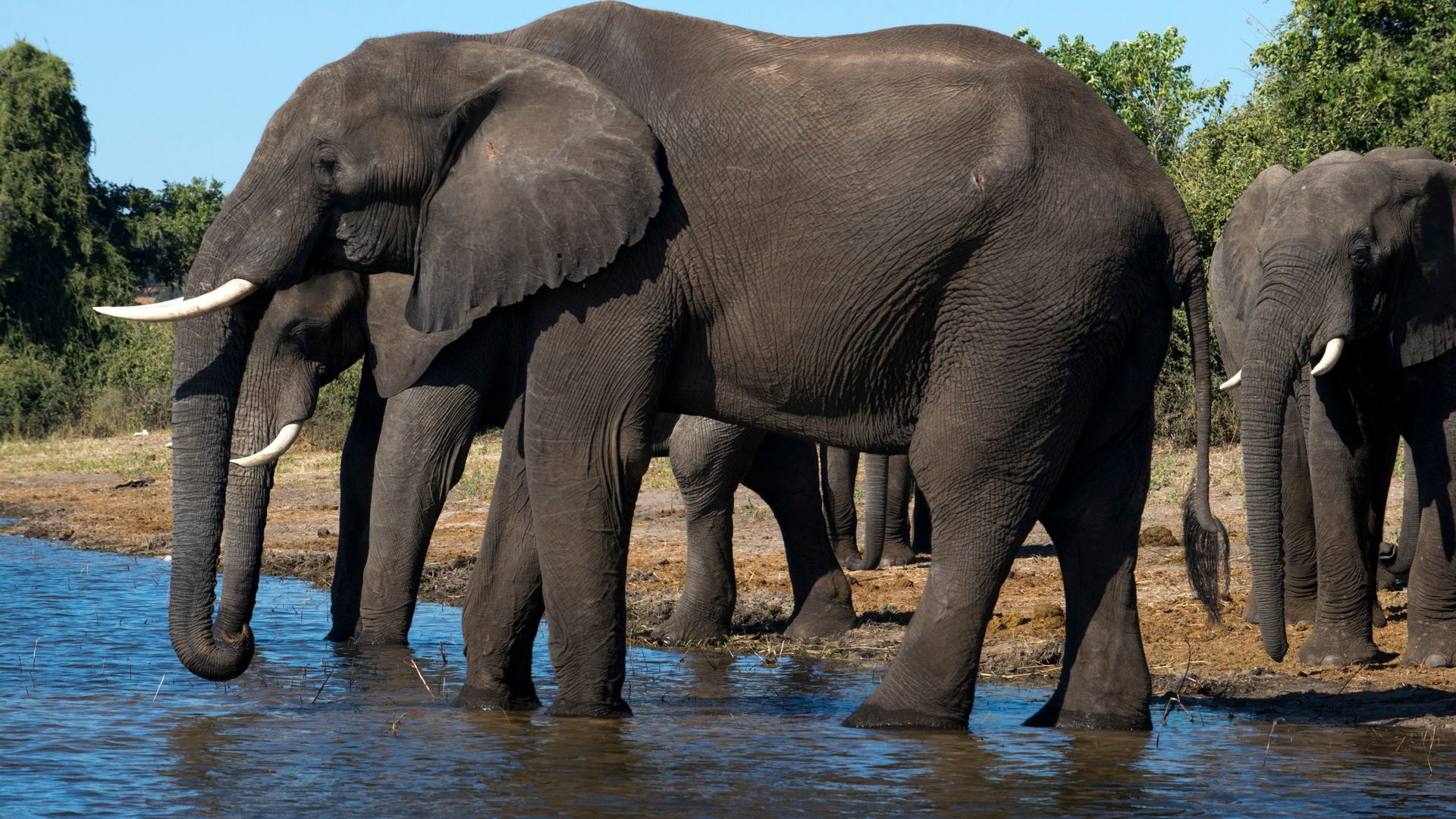 British woman one of two people killed by elephant