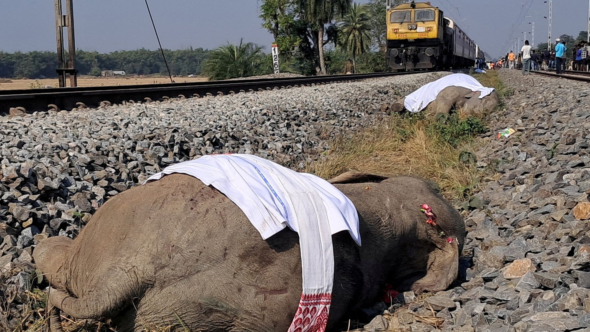 Indian high-speed train hits and kills seven elephants