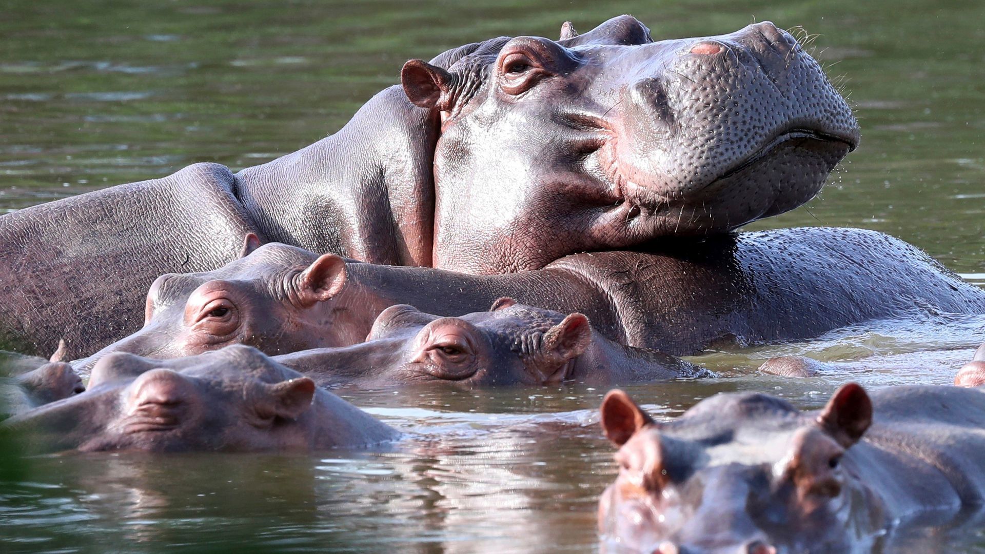 Pablo Escobar's wild hippo herd facing a cull in Colombia
