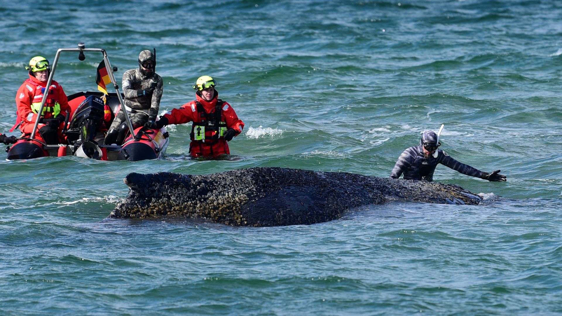 'Every minute counts' in stranded whale rescue attempt