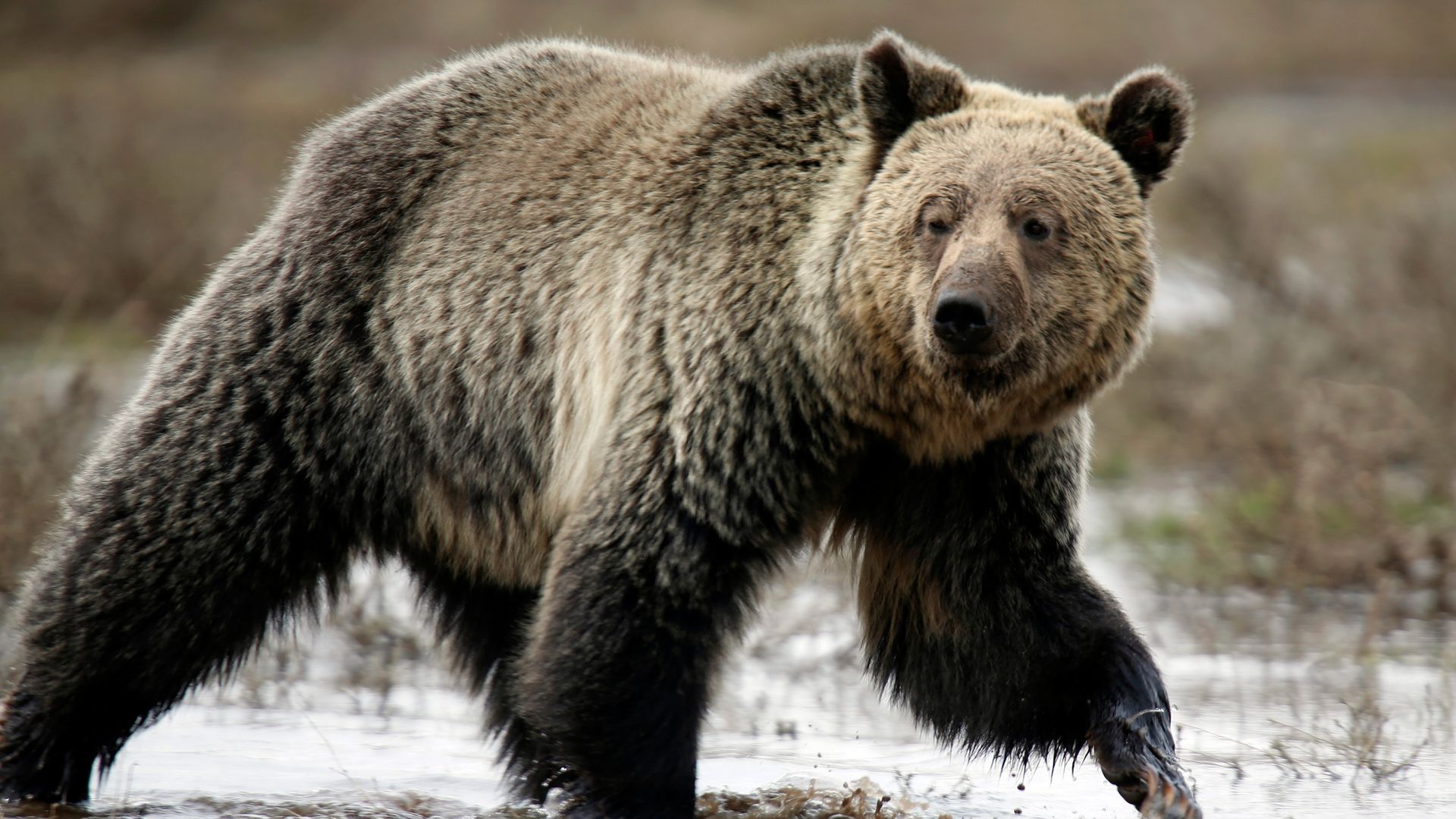 Two critically injured after grizzly bear attacks schoolchildren