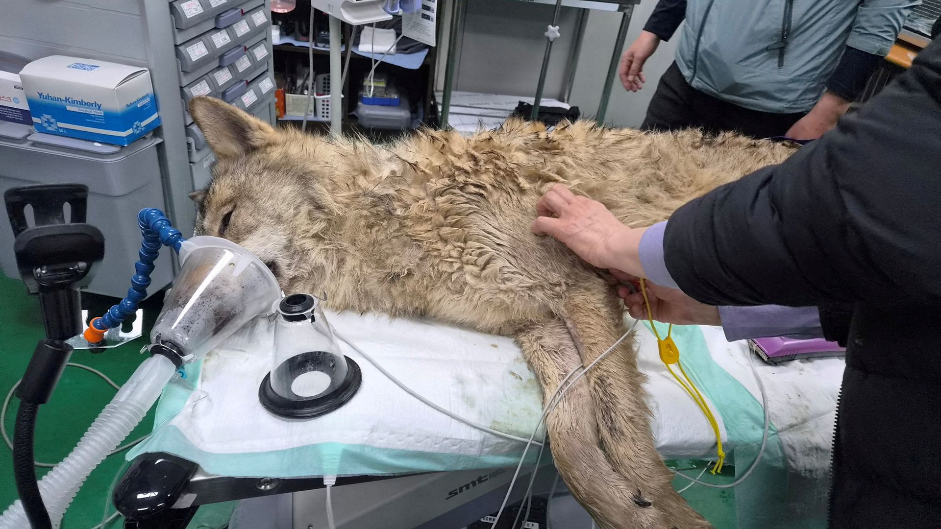 Missing wolf that became internet sensation is found