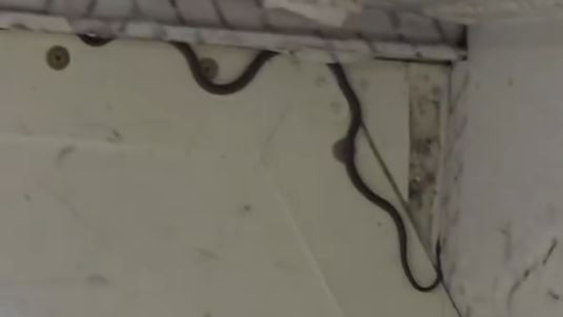 Snake captured on passenger plane - as expert reveals how it got there