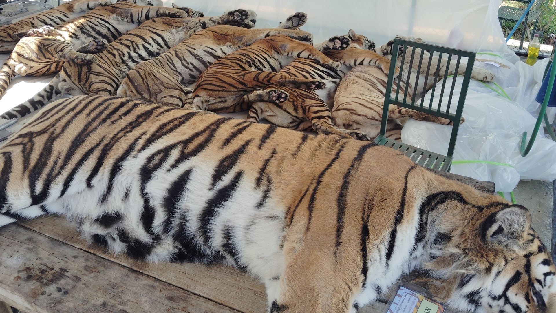Call for investigation into virus that killed 72 tigers