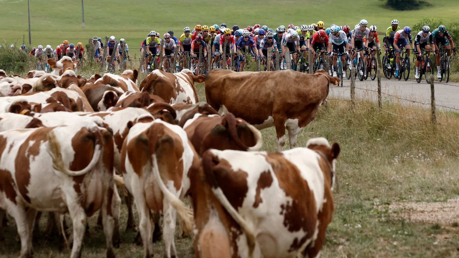 Tour de France shortens stage to avoid diseased cows