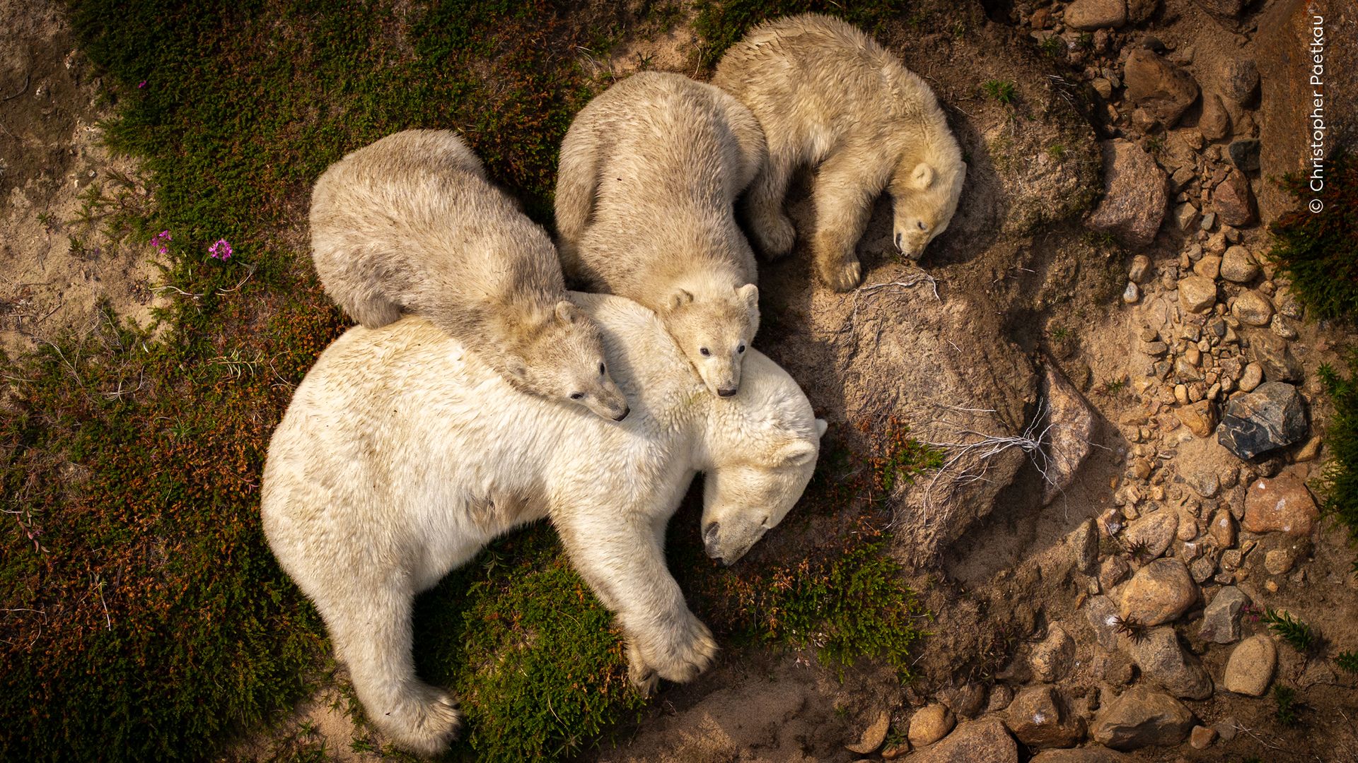 Wildlife Photographer of the Year: Pick your favourite snap