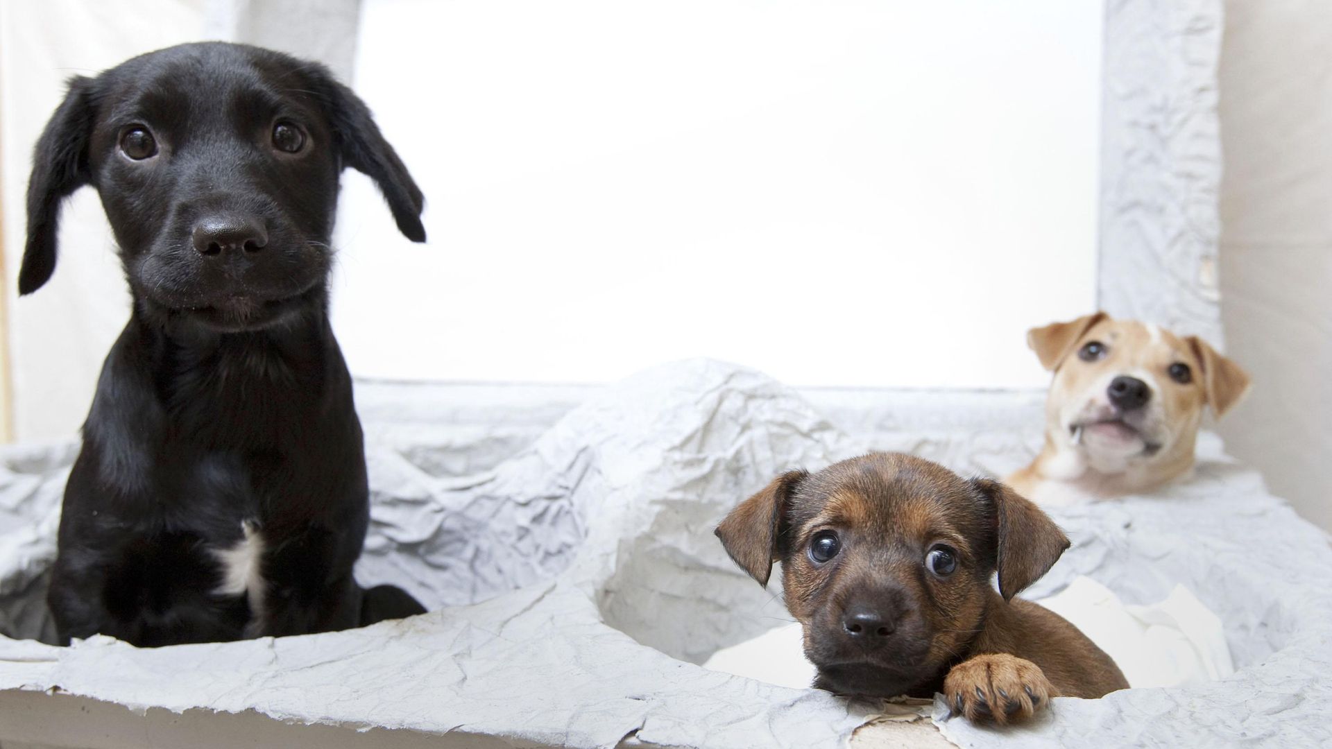 Puppy farming, snare traps and trail hunting to be banned