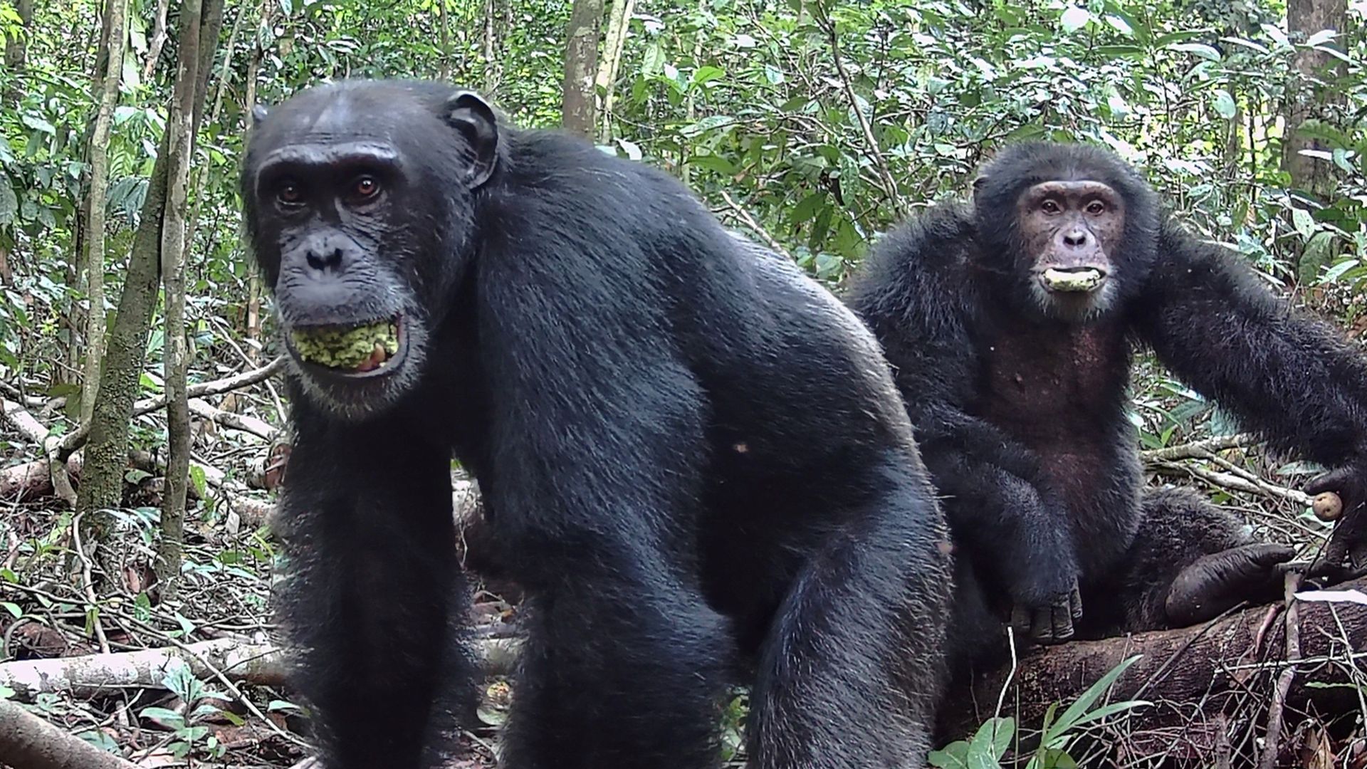 Chimpanzees consume 'two alcoholic drinks a day', study says
