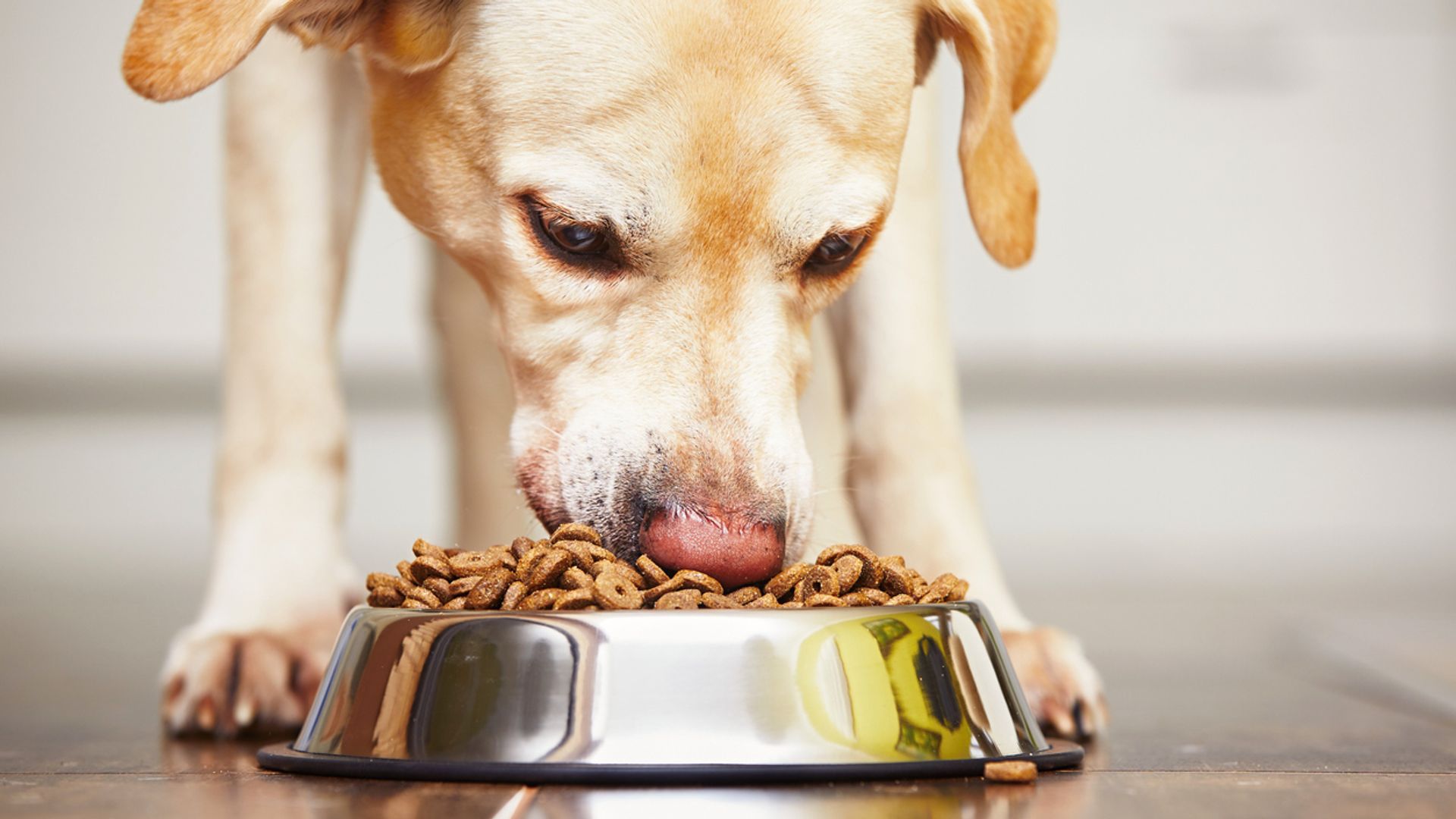 Time for your dog to go vegan?