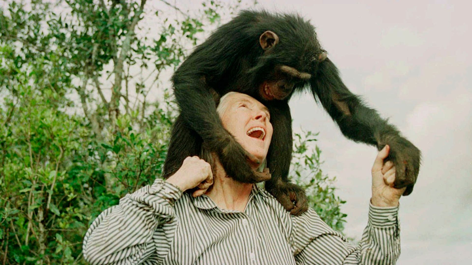 Jane Goodall, famous for her study of chimpanzees, has died