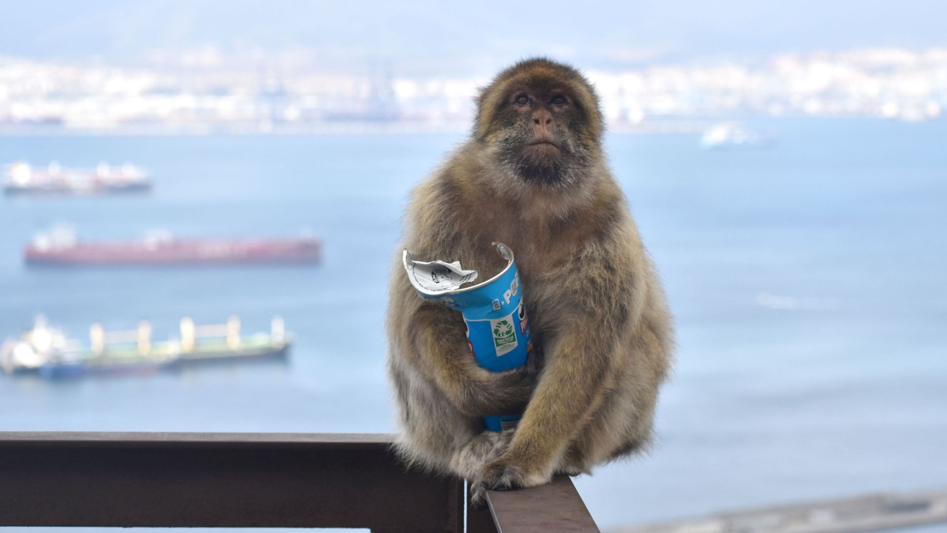 The tactic monkeys have adopted to settle stomachs after eating junk food