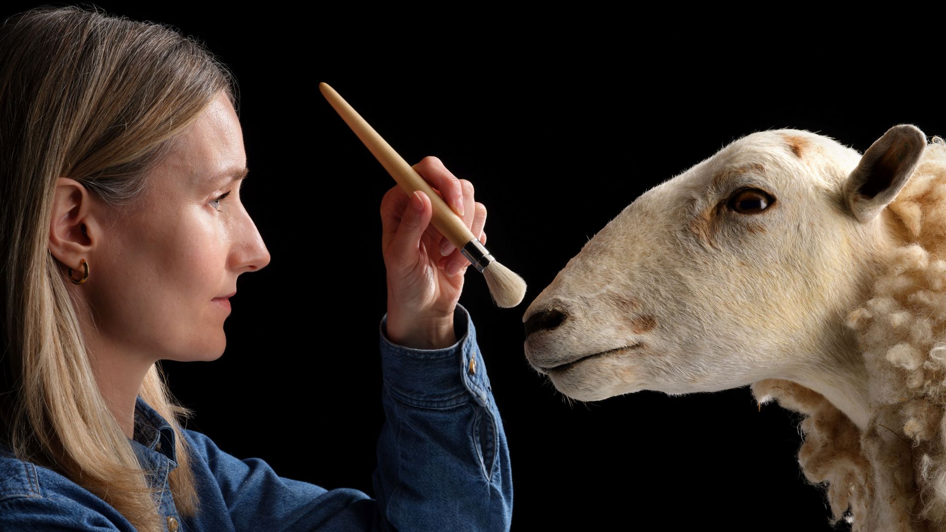 Cloned predecessor to Dolly the sheep goes on display