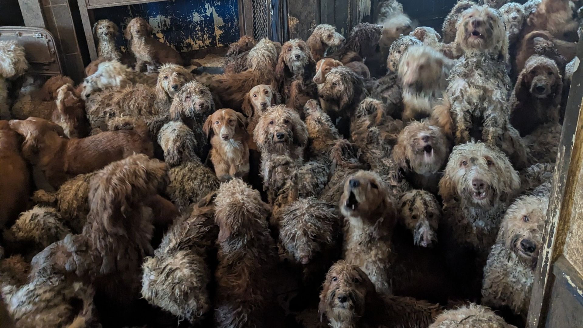 RSPCA responds to accusations image of dozens of dogs crammed into living room was fake